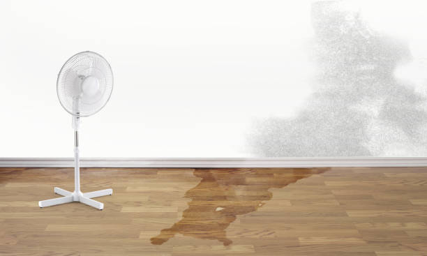 Best Basement water damage restoration  in Mathews, LA